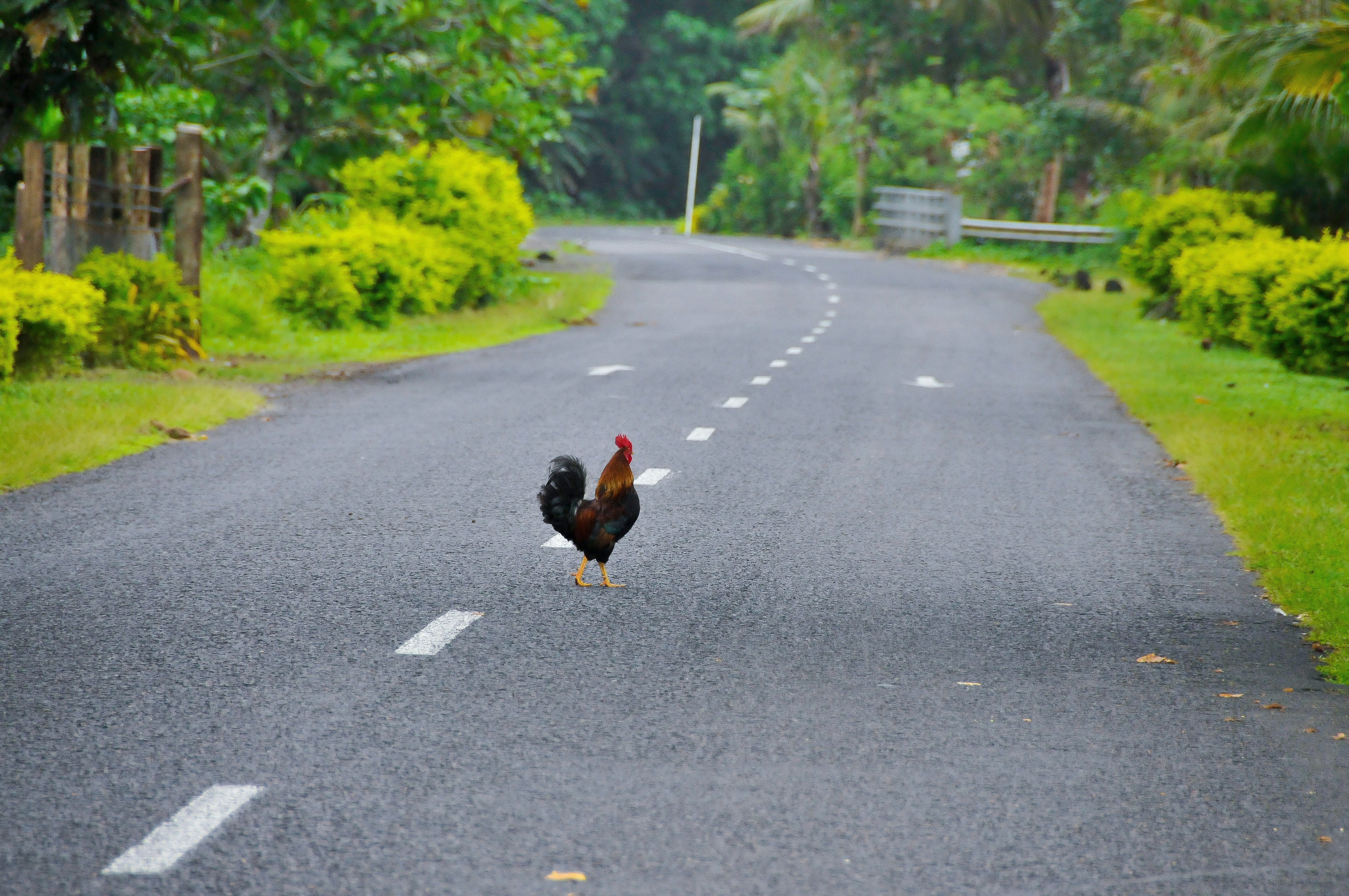 Why did the Chicken cross the Road